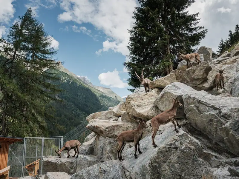 Ibex and young climbing over large boulders in the ibex centre enclosure