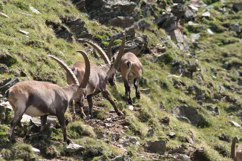 Three ibex with large horns on a steep grassy slope